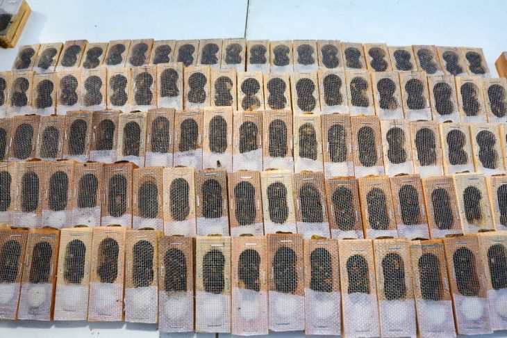 Entregan 189 abejas reina a apicultores yucatecos